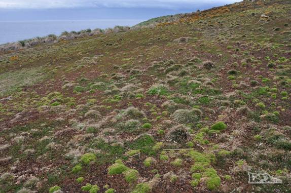 A vegetação rasteira de Steeple Jason, no noroeste das Ilhas Malvinas